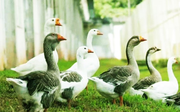 রাজহাঁসের দল জেল পাহারা দেয়!